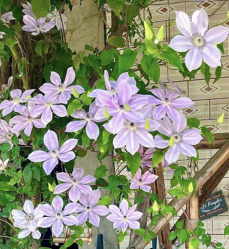 幸福园艺家淡墨f系铁线莲1.5加仑花量大耐热尤其适合两广福建