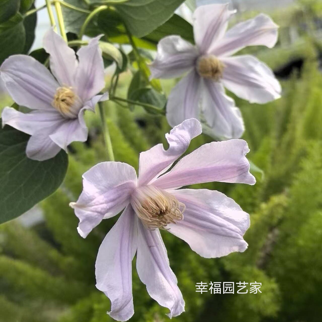 星之河流闪烁花岛哈库里香味切花全缘铁线莲盆栽耐寒高温40度照开