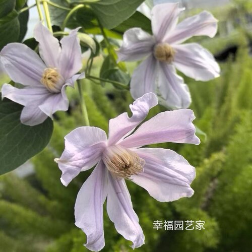 星之河流闪烁花岛哈库里香味切花全缘铁线莲小苗耐寒高温40度照开