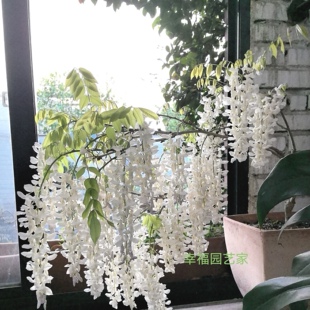 幸福园艺家日本白藤香玉浓香矮生品种丰花紫藤耐热耐寒盆栽盆景