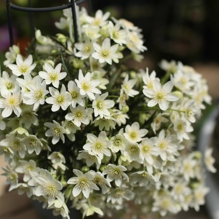 幸福园艺家银币铁线莲P9苗常绿铁庭院花卉植物易爆花4棵包邮