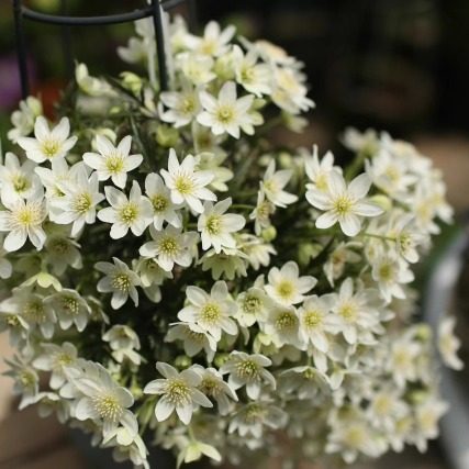 铁线莲常绿庭院花卉植物包邮