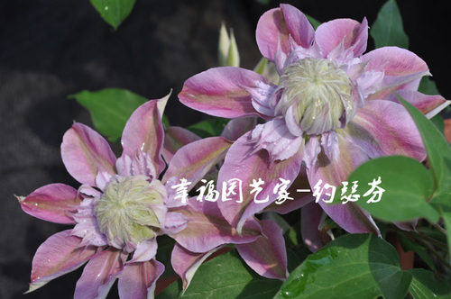 约瑟芬铁线莲入门重瓣盆栽P9苗