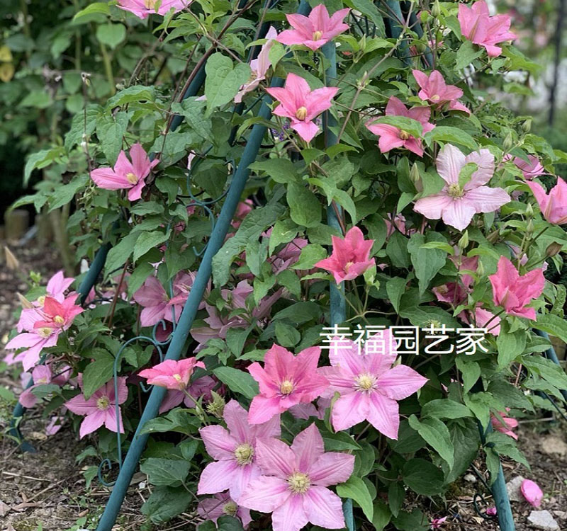 罗莎蒙德晚花大花铁线莲