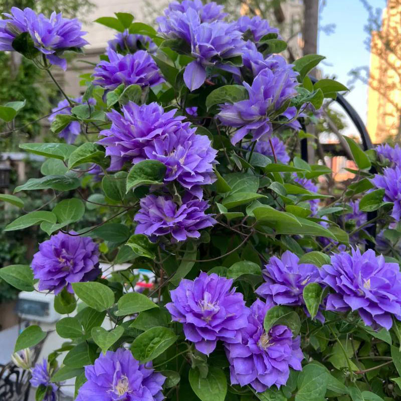 幸福园艺家円空重瓣铁线莲P9小苗中苗耐热耐寒丰花爬藤藤本植物