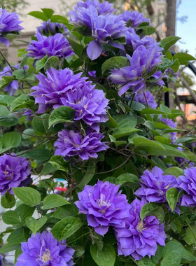 幸福园艺家円空重瓣铁线莲P9小苗中苗耐热耐寒丰花爬藤藤本植物