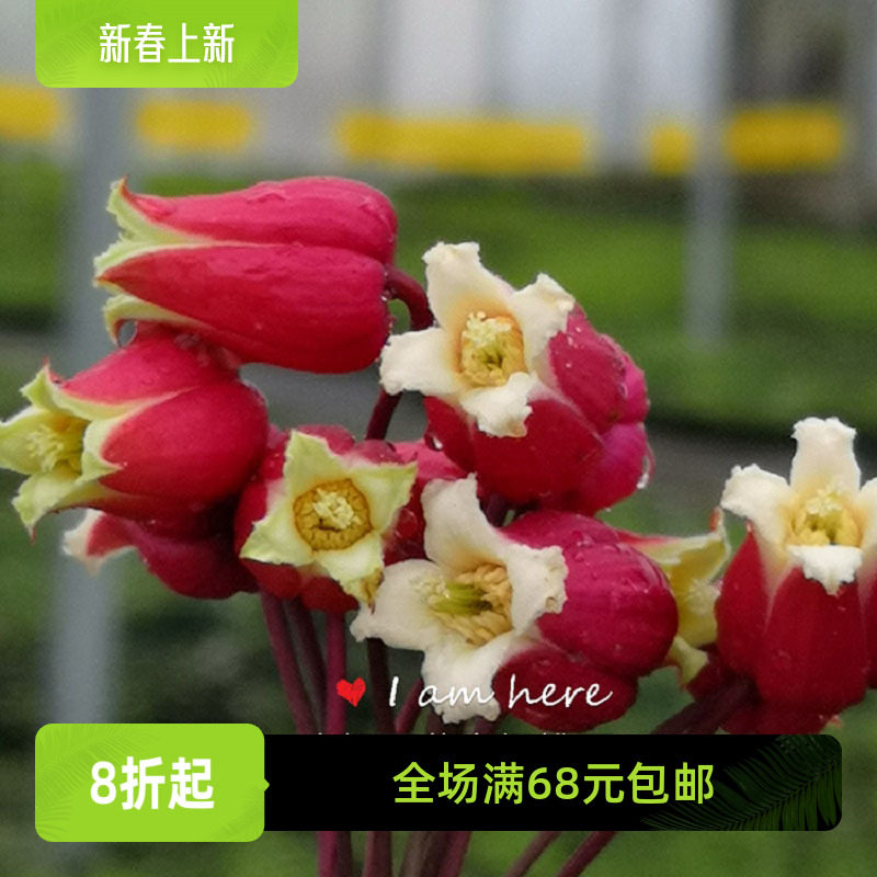 幸福园艺家樱桃唇日本铃铛铁线莲小苗中苗耐热强健花量大单棵包邮