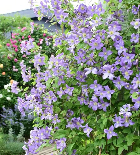 铁线莲满4棵包邮强健开花机器