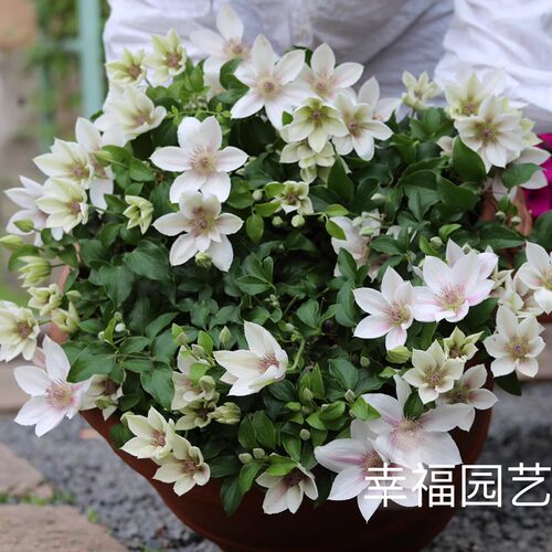 幸福园艺家大道新品科琳单瓣早花大花铁线莲P9盆栽小苗中苗