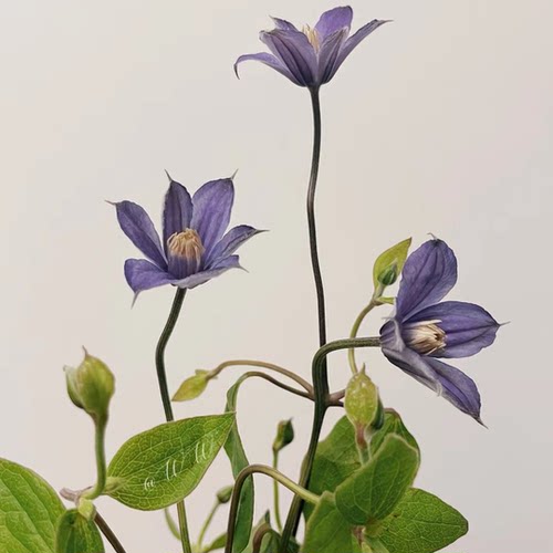 全缘铁线莲耐热40度也开花