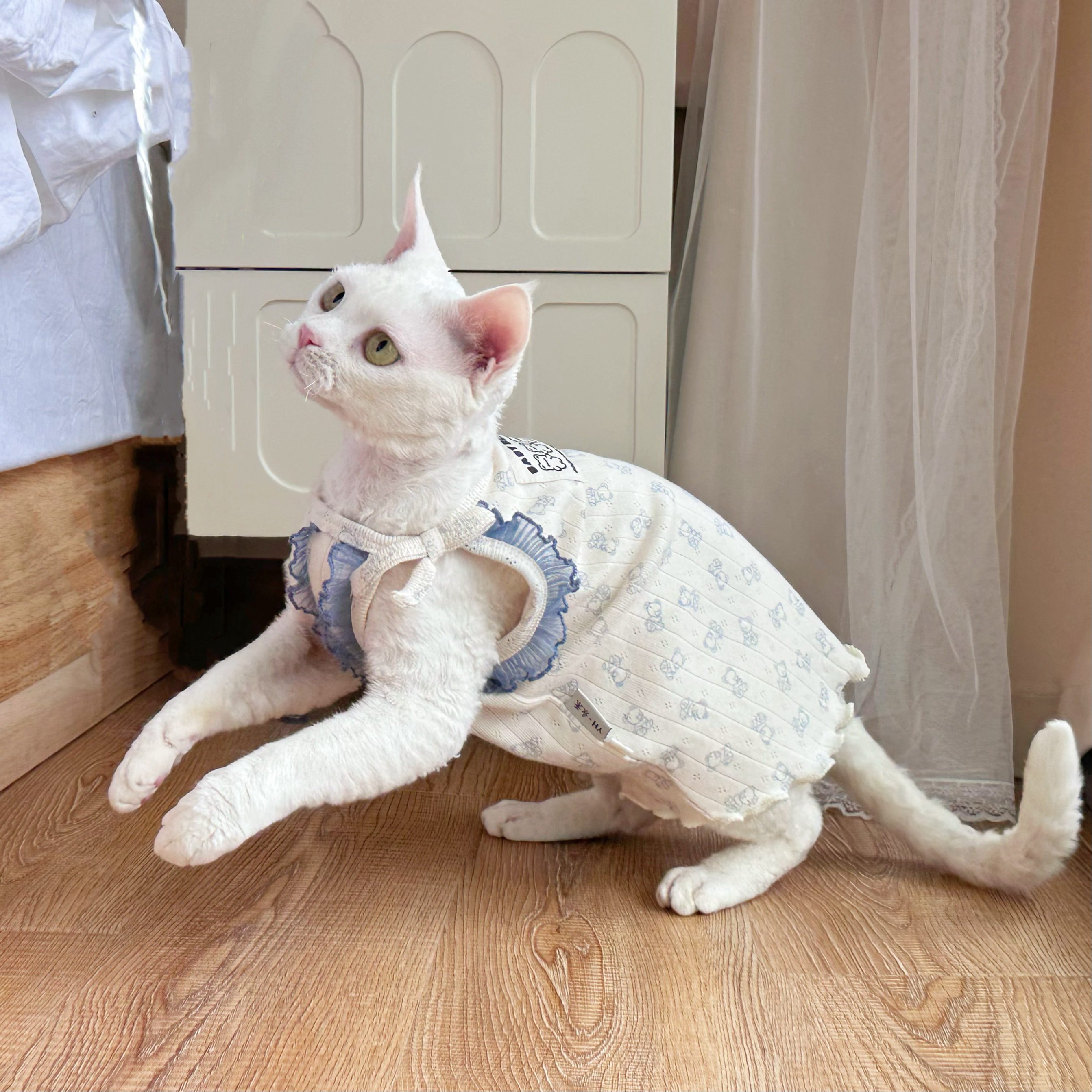 小熊哈尼~婴儿棉可爱蛋卷 夏季薄款吊带斯芬克斯无毛猫衣服德文猫