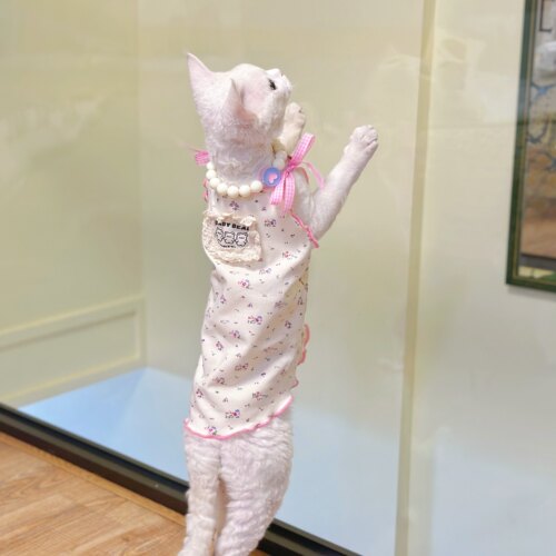 Y·H 芭蕾法式少女风 ins吊带蕾丝小碎花 斯芬克斯无毛猫衣服德文