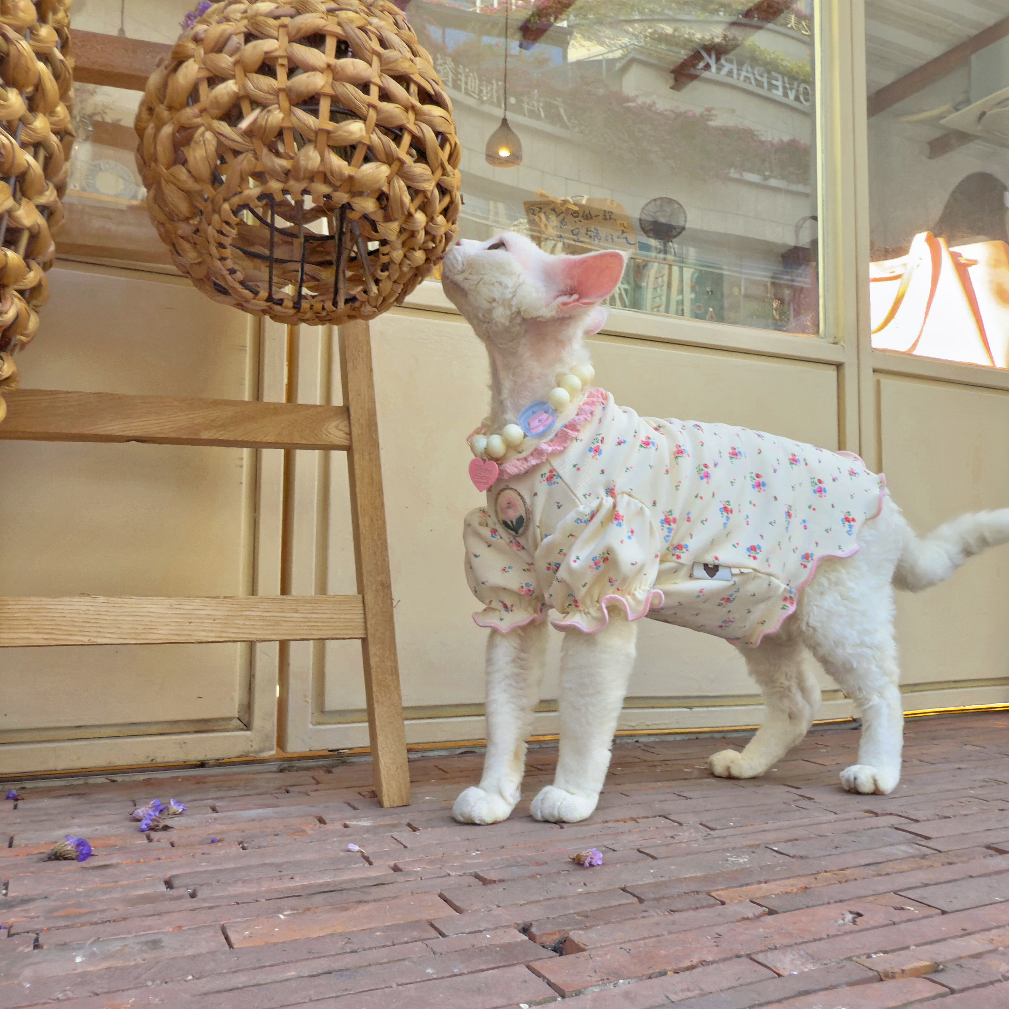 Y·H 『花花奶兔』法式碎花卷  斯芬克斯无毛猫衣服永禾德文