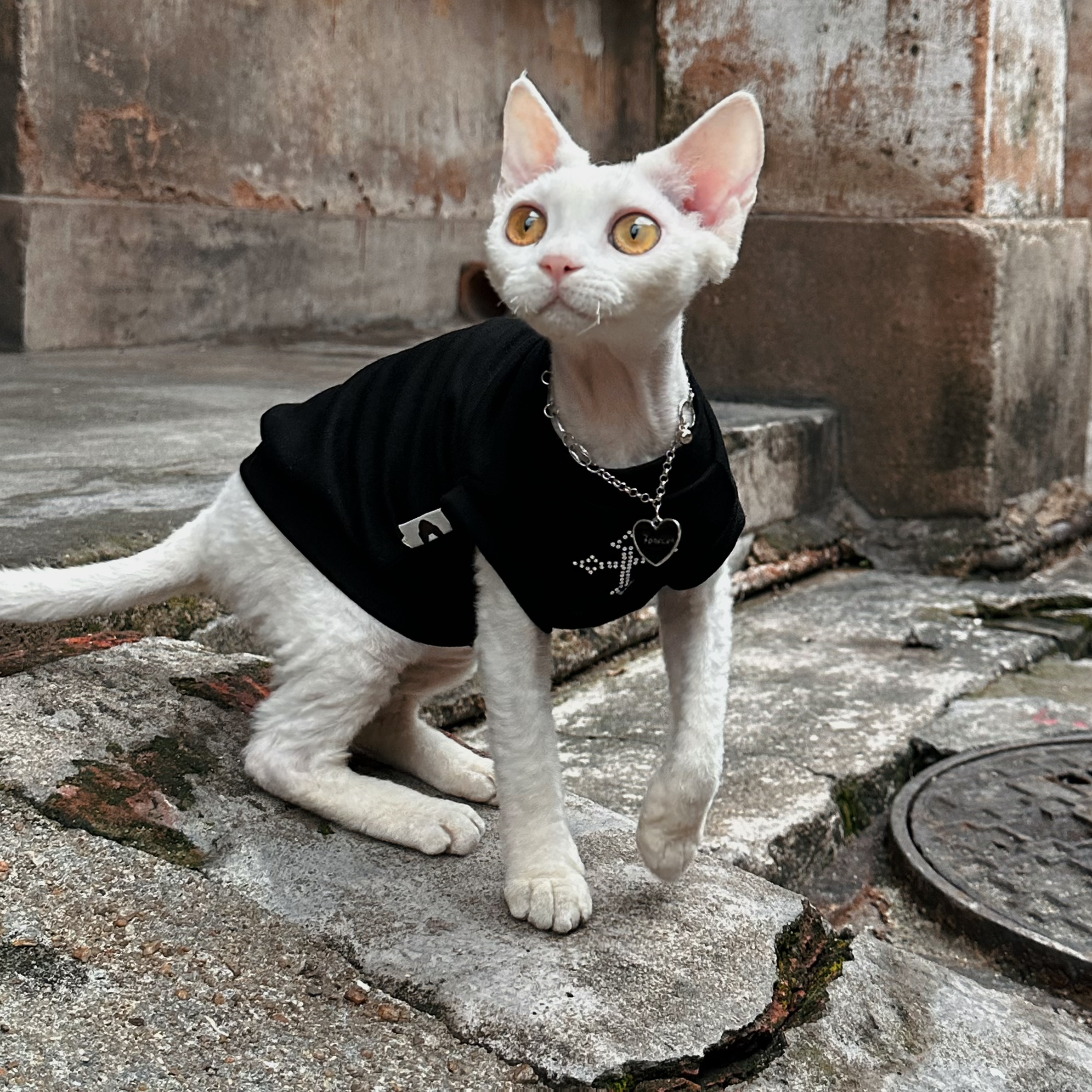 背心薄款背心永禾无毛猫衣服