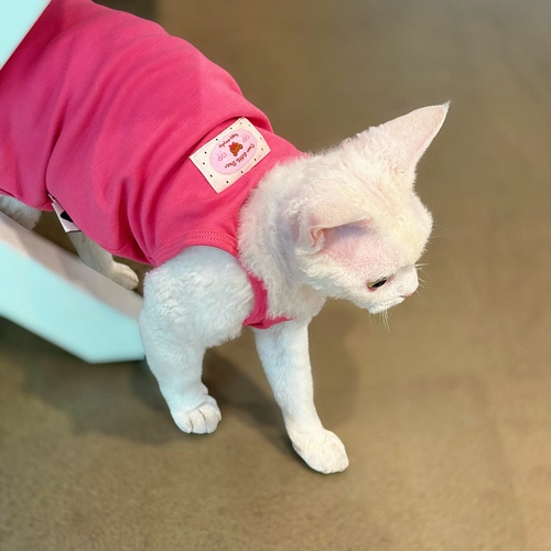 Y·H 巨好穿 软糯莫代尔棉元气吊带 无毛猫衣服德文夏季薄款 永禾