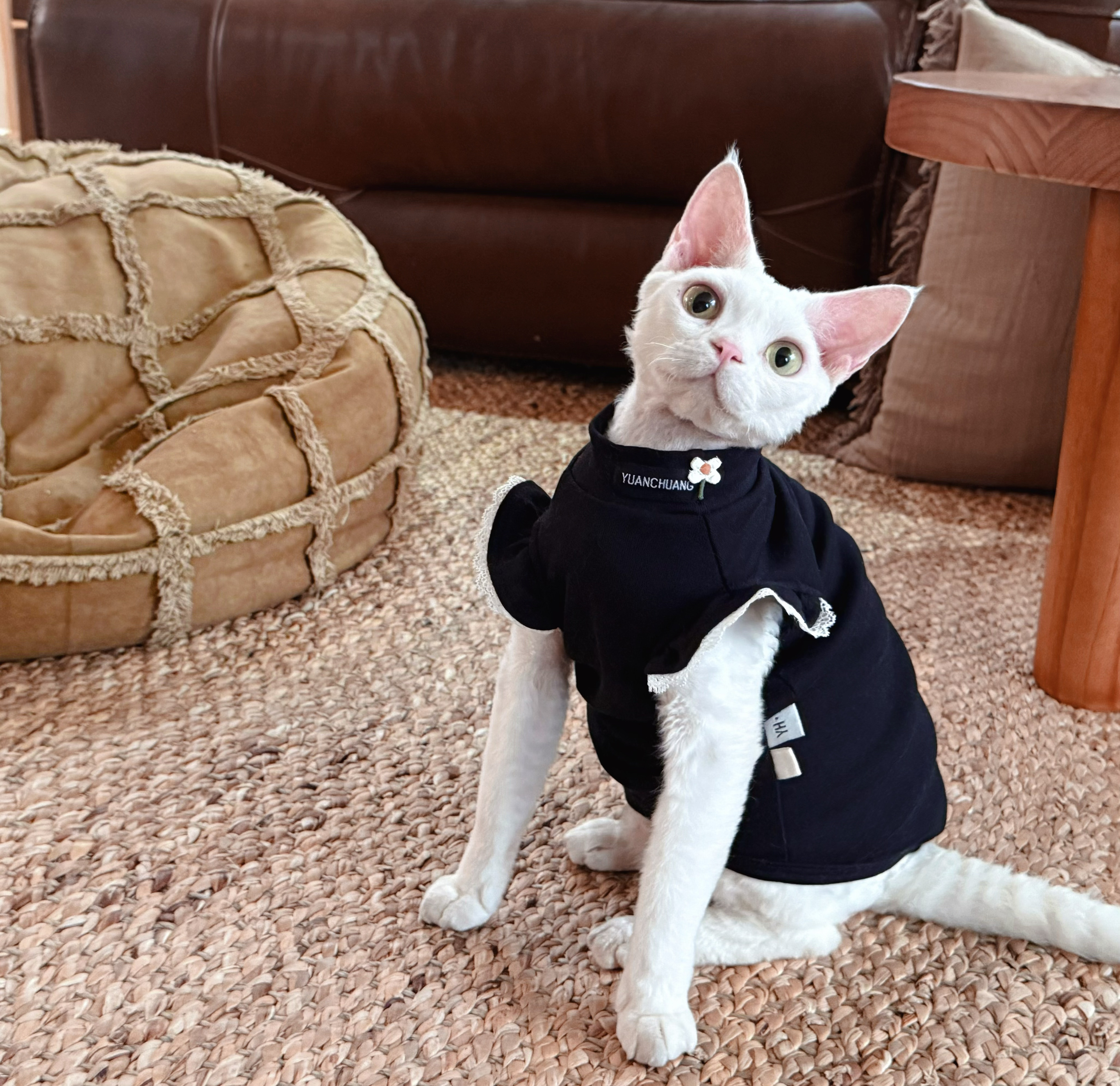 Y·H 韩范ootd~ 夏季无袖薄款 斯芬克斯无毛猫衣服 永禾德文