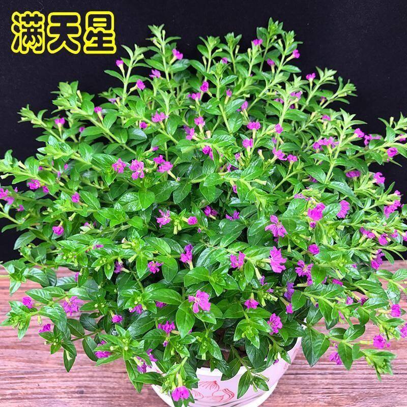 满天星盆栽带花苞阳台庭院好养工程绿化苗室内四季开花桌面绿植物