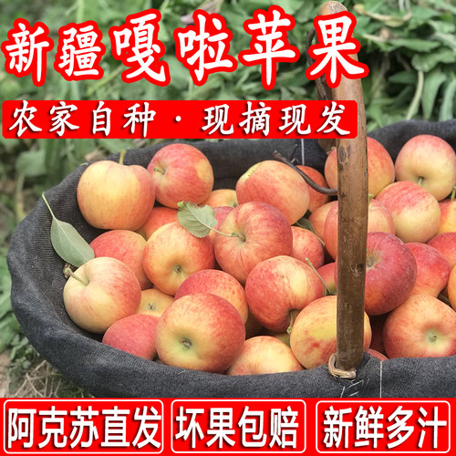 新疆阿克苏嘎啦苹果 头茬早熟鲜果 现摘现发脆甜多汁当季新鲜苹果