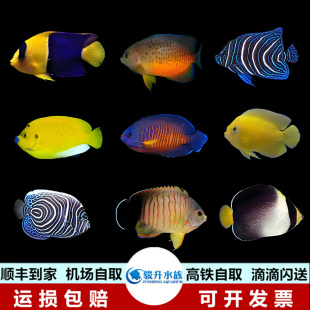 石美人虎纹仙黄尾仙蓝闪电黄新娘蓝嘴蓝圈常见小仙火焰多彩海水鱼