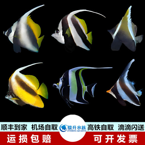 神像咖啡金鬼刀羽毛黑白关刀鲽鱼活体海水鱼蝶类水族快递到家报损