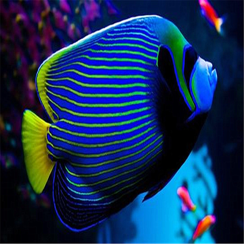 渔场皇后神仙-海水鱼/观赏鱼/活体/ /珊瑚水族