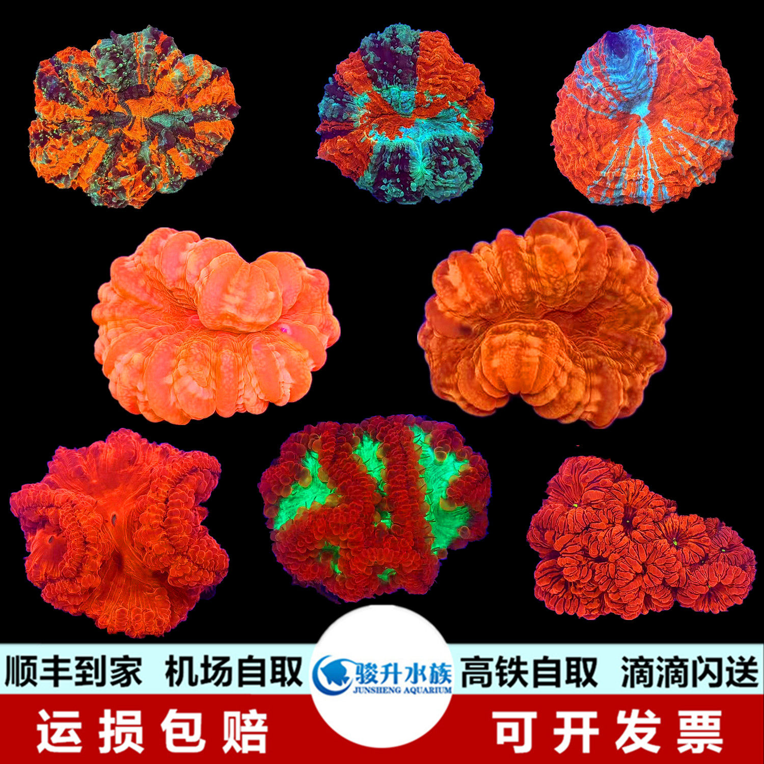 红绿水晶纽扣富士脑 活体 新手闯缸珊瑚容易饲养顺丰报损机场自取