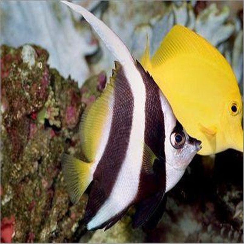 渔场【广州骏升】海水鱼珊瑚 大黑白关刀 长鳍关刀