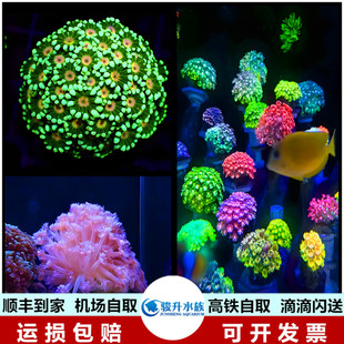 茉莉花 水仙茉莉花圆帽 彩色珊瑚活体 容易饲养顺丰报损