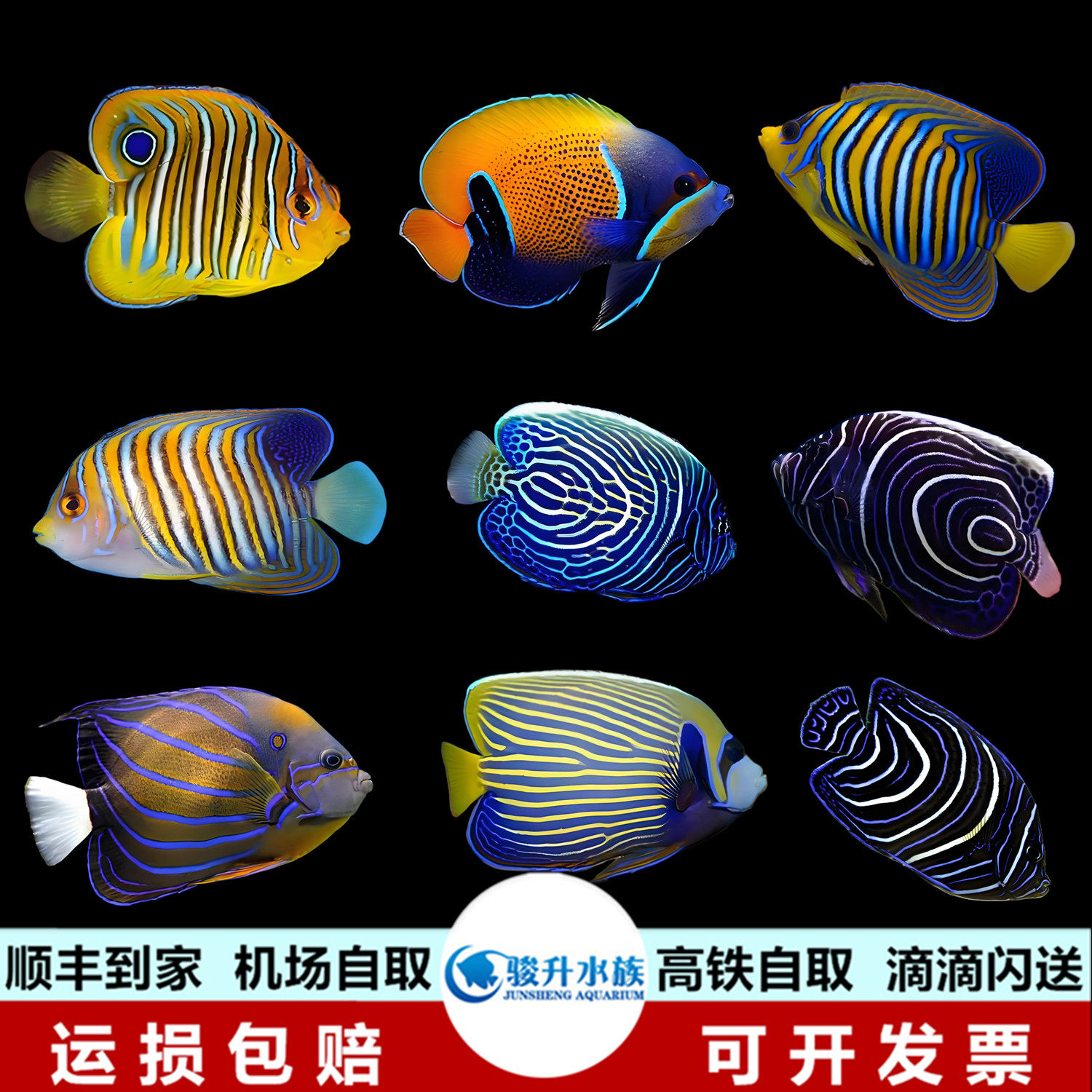 金毛巾蓝圈蓝纹皇后圈帝马鞍白尾蓝环神仙海水鱼快递到家运损包赔