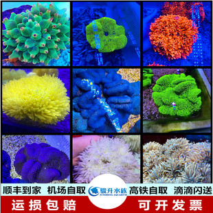 橙点红小丑公主绿红奶嘴黄金海葵金点地绿蓝紫长短须毯紫点白红肚