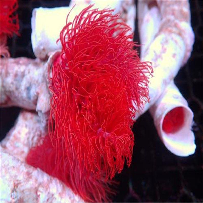 渔场【 广州骏升 】海水鱼- 珊瑚-活体- 印尼红硬管虫