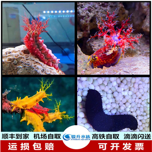 翻沙砂黑红黄金小海参海苹果活体 海水鱼珊瑚 顺丰到家运损包赔