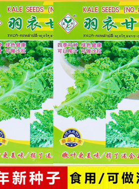 四季食用羽衣甘蓝种子大全盆栽种植蔬菜种籽白紫色雨衣甘兰菜种孑