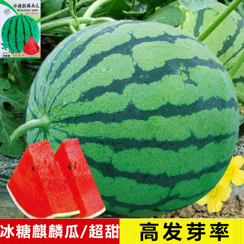 今年新种子无籽大西瓜种子买2送1