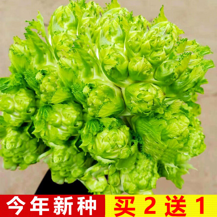 四川儿菜种子娃娃菜抱子芥菜种儿菜籽大全春秋四季饺子菜蔬菜种孑