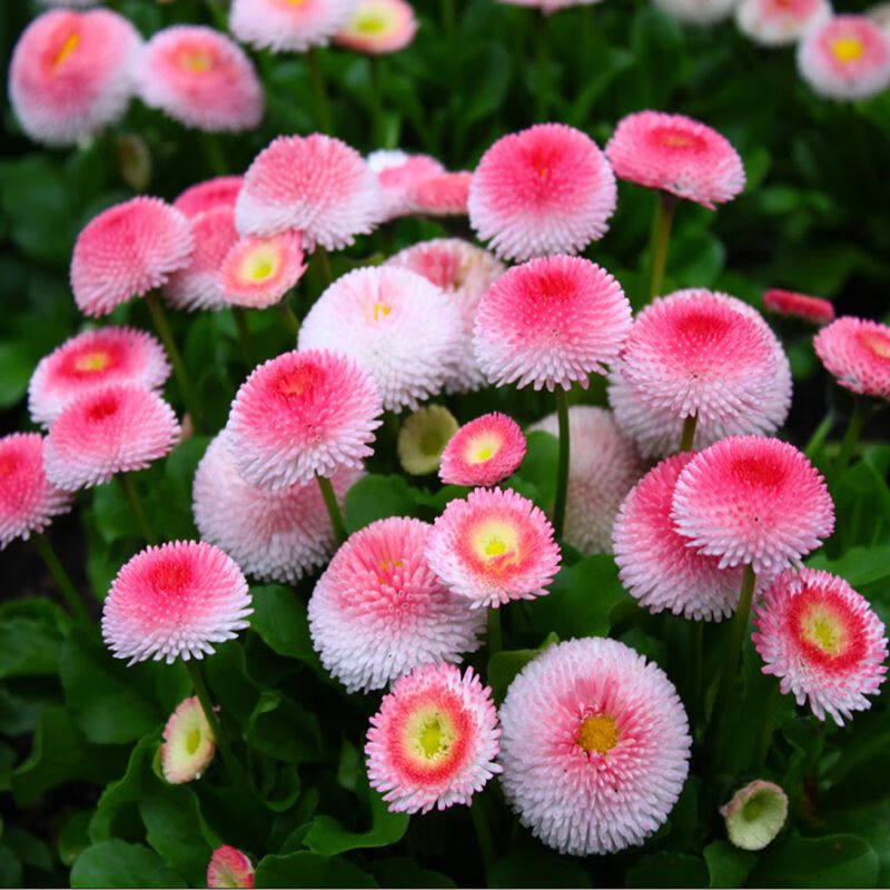 庭院阳台四季开花雏菊花种籽多彩混色菊花种子春夏秋冬抗寒花卉种