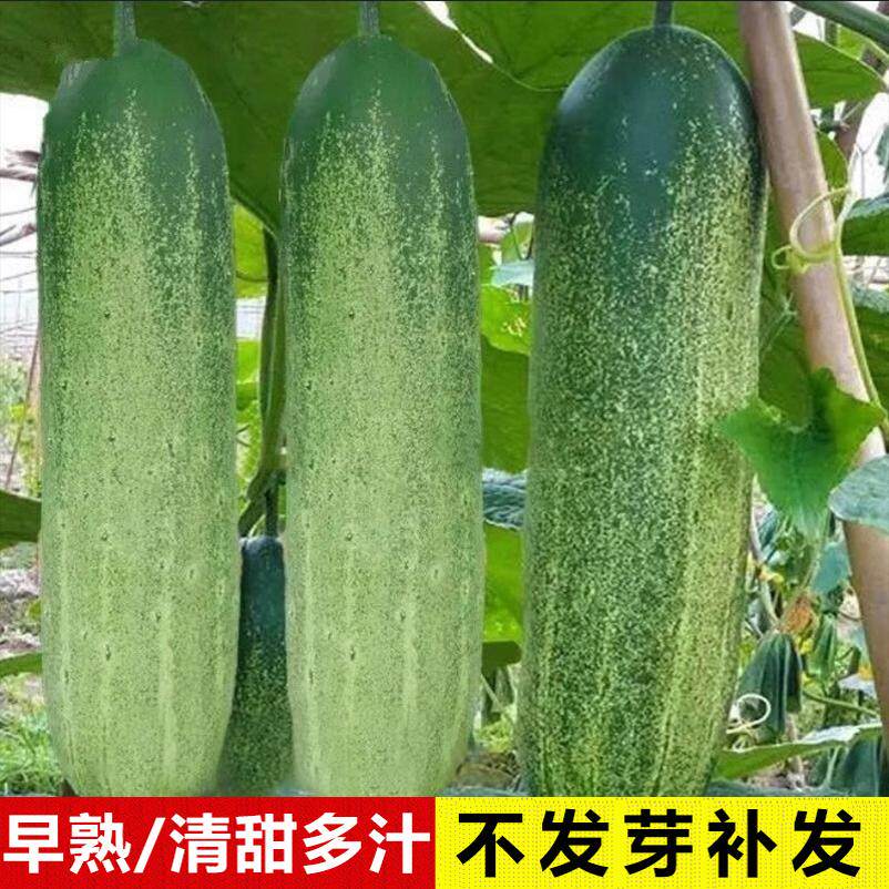 高产甜脆四季老品种油绿大青吊瓜种子大黄瓜种子春秋胡瓜青瓜种籽