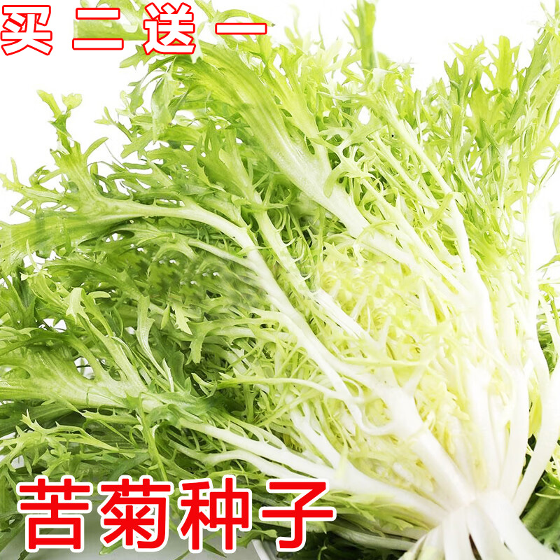 四季阳台盆栽清热去火苦菊菜种籽野菜大全黄心大叶苦苣种子蔬菜孑 鲜花速递/花卉仿真/绿植园艺 家庭园艺种子 原图主图