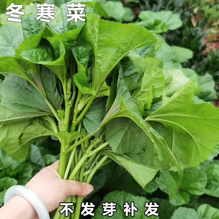 买2送1冬寒菜种子今年新种子