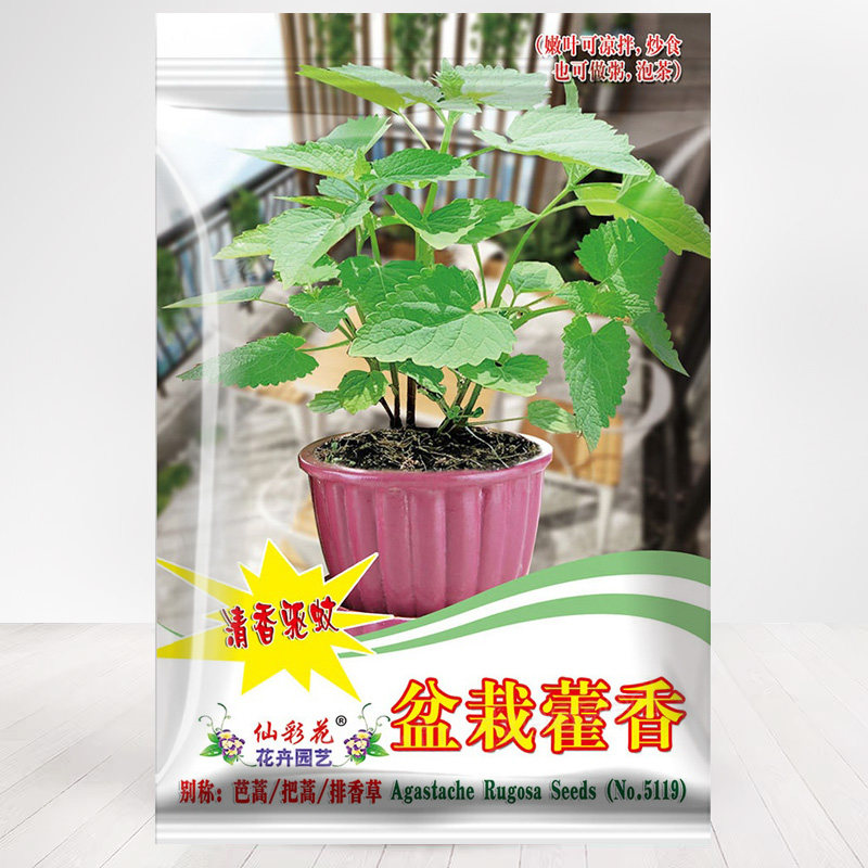 四季阳台盆栽四川可食用中药材香正气藿香种子茴香籽把蒿鱼香草种