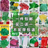 四季 阳台盆栽菠菜番茄辣椒白菜小葱萝卜生菜孑香菜籽蔬菜种子大全