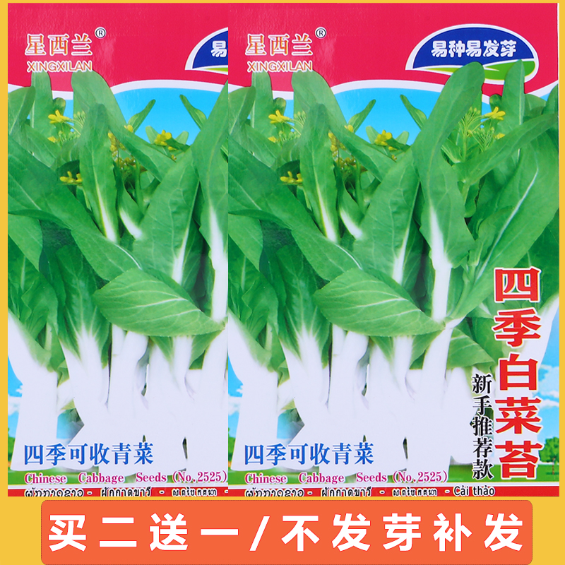 四季早熟青梗白菜苔种孑大全高梗奶油小青菜种子春秋高产蔬菜种籽