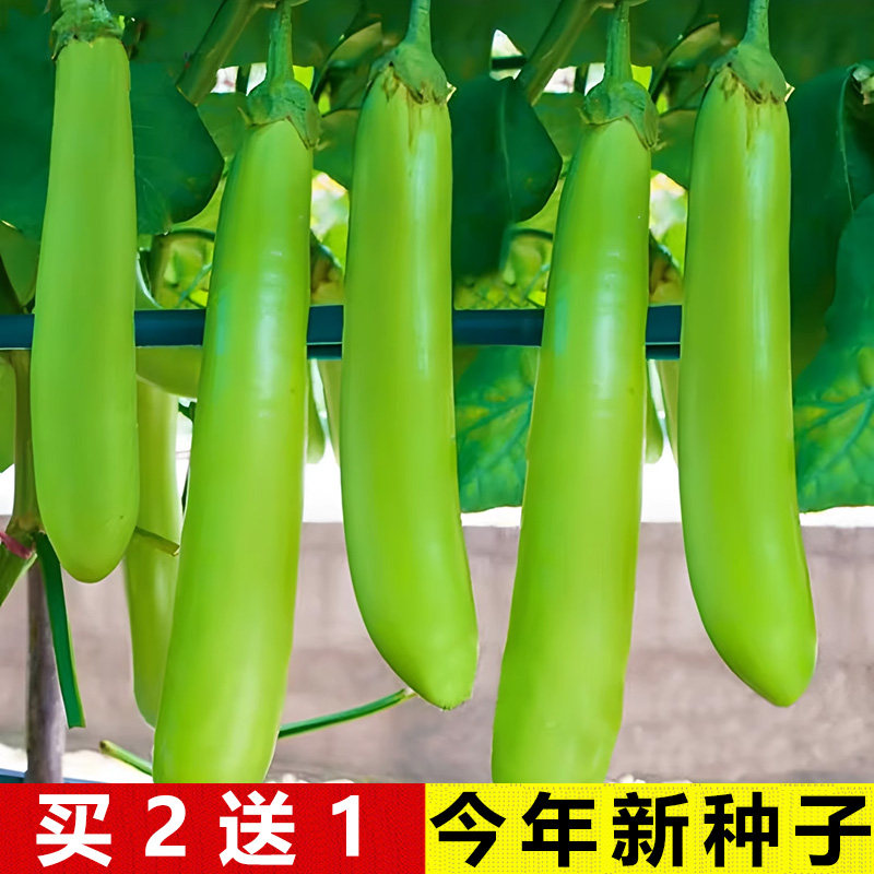 四季盆栽高产老品种绿色长茄子种子春夏秋冬绿翡翠茄种籽茄蔬菜苗,鲜花速递/花卉仿真/绿植园艺,家庭园艺种子,淘宝优惠券,粉丝福利购,淘宝优惠卷