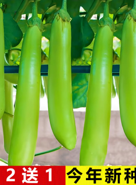 四季盆栽高产老品种绿色长茄子种子春夏秋冬绿翡翠茄种籽茄蔬菜苗