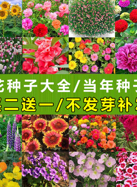 四季野花阳台夏秋盆栽向日葵满天星凤仙花波斯菊重瓣太阳花种子籽