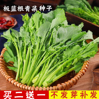 盆栽四季板蓝根菜苔种子青菜种子板蓝根种籽清热解毒春秋蔬菜种孑