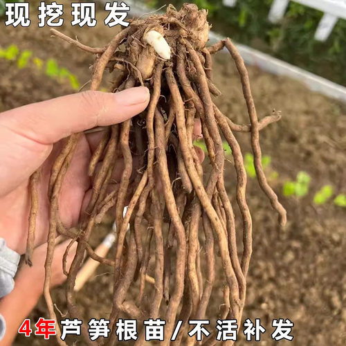 四季紫绿芦笋根苗现挖现发