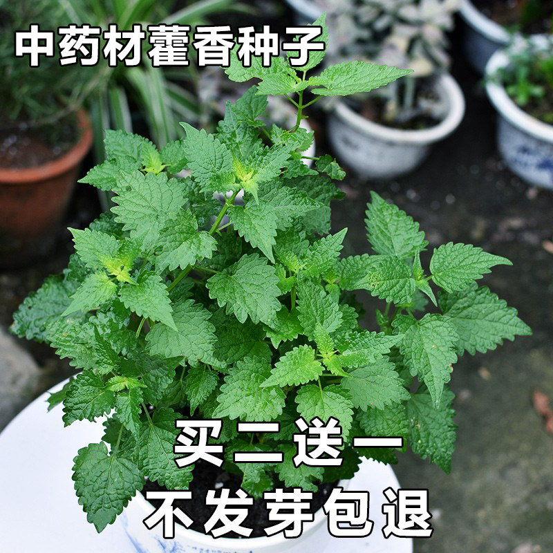 四季阳台盆栽芳香四川可食用正气香藿香种子茴香籽鱼香草蔬菜种籽