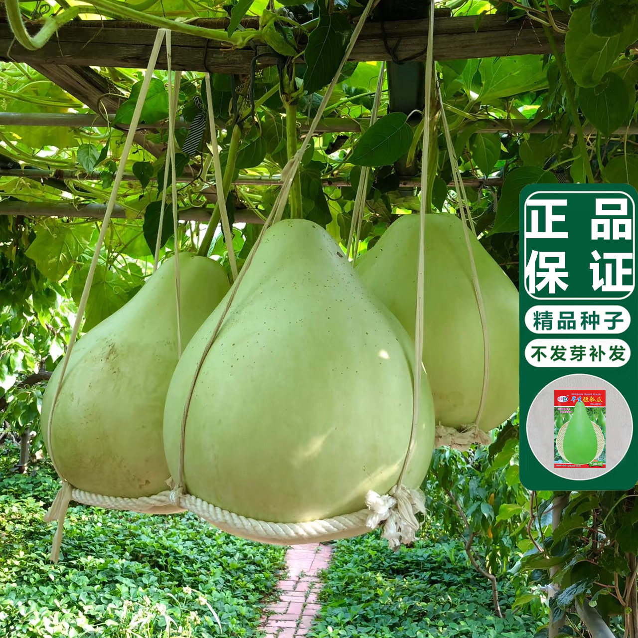 四季食用葫芦瓠瓜种子早生瓢瓜籽大圆甜短蒲瓜种春夏秋冬蔬菜种籽