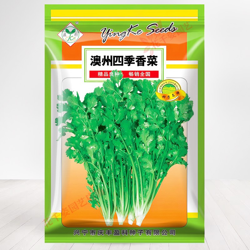 耐抽苔香菜种子，35天采收